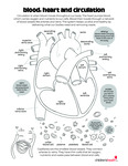 Blood, Heart, and Circulation by Your Very Favorite and Children's Health