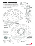 Brain and Nerves by Your Very Favorite and Children's Health