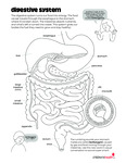 Digestive System by Your Very Favorite and Children's Health