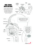 Ear, Nose, and Throat by Your Very Favorite and Children's Health