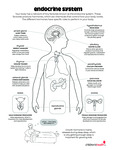Endocrine System by Your Very Favorite and Children's Health