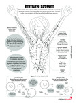 Immune System by Your Very Favorite and Children's Health