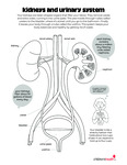 Kidneys, and Urinary System by Your Very Favorite and Children's Health