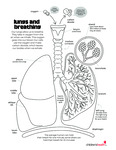 Lungs and Breathing by Your Very Favorite and Children's Health