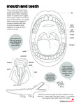 Mouth and Teeth by Your Very Favorite and Children's Health