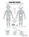 Muscular System by Your Very Favorite and Children's Health