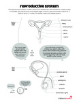 Reproductive System by Your Very Favorite and Children's Health