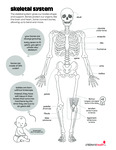 Skeletal System by Your Very Favorite and Children's Health