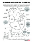 Blood, Heart, and Circulation (Spanish) by Your Very Favorite and Children's Health