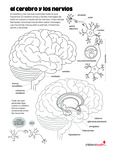 Brain and Nerves (Spanish) by Your Very Favorite and Children's Health