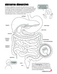 Digestive System (Spanish) by Your Very Favorite and Children's Health