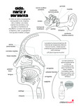 Ear, Nose, and Throat (Spanish) by Your Very Favorite and Children's Health