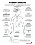 Endocrine System (Spanish) by Your Very Favorite and Children's Health