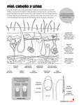 Hair, Skin, and Nails (Spanish) by Your Very Favorite and Children's Health