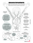 Immune System (Spanish) by Your Very Favorite and Children's Health