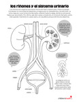 Kidneys, and Urinary System (Spanish) by Your Very Favorite and Children's Health