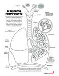 Lungs and Breathing (Spanish) by Your Very Favorite and Children's Health