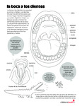 Mouth and Teeth (Spanish) by Your Very Favorite and Children's Health