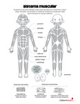 Muscular System (Spanish) by Your Very Favorite and Children's Health