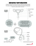 Reproductive System (Spanish) by Your Very Favorite and Children's Health