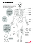 Skeletal System (Spanish) by Your Very Favorite and Children's Health